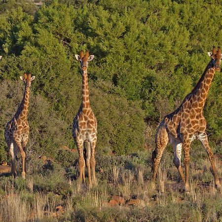 Ko Ka Tsara Bush Camp Villa Beaufort West Ngoại thất bức ảnh