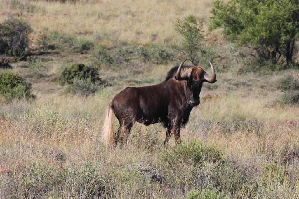 Ko Ka Tsara Bush Camp Villa Beaufort West Ngoại thất bức ảnh