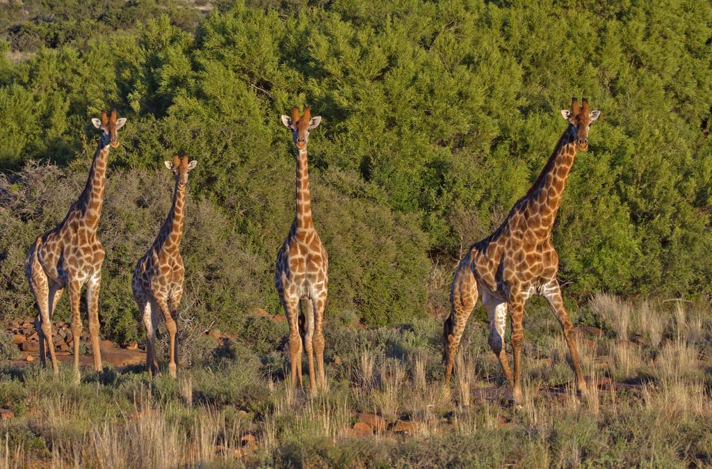 Ko Ka Tsara Bush Camp Villa Beaufort West Ngoại thất bức ảnh