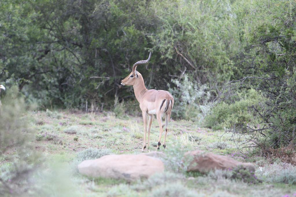 Ko Ka Tsara Bush Camp Villa Beaufort West Ngoại thất bức ảnh